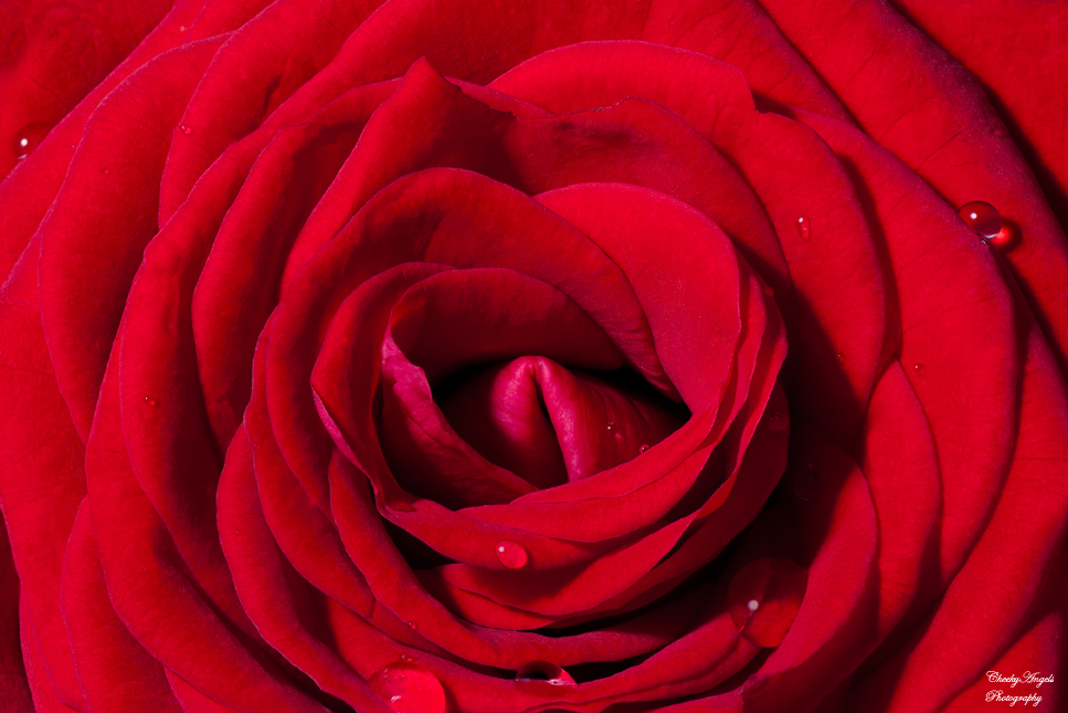 Red rose, petals, macro, focus, focus stacked photography, focus stacked image, nature, imperfection, Nikon, tamron, studio, red, velvet texture, fine art, water droplet flower, macro droplet flower, macro droplet rose, macro droplet petal, macro home studio