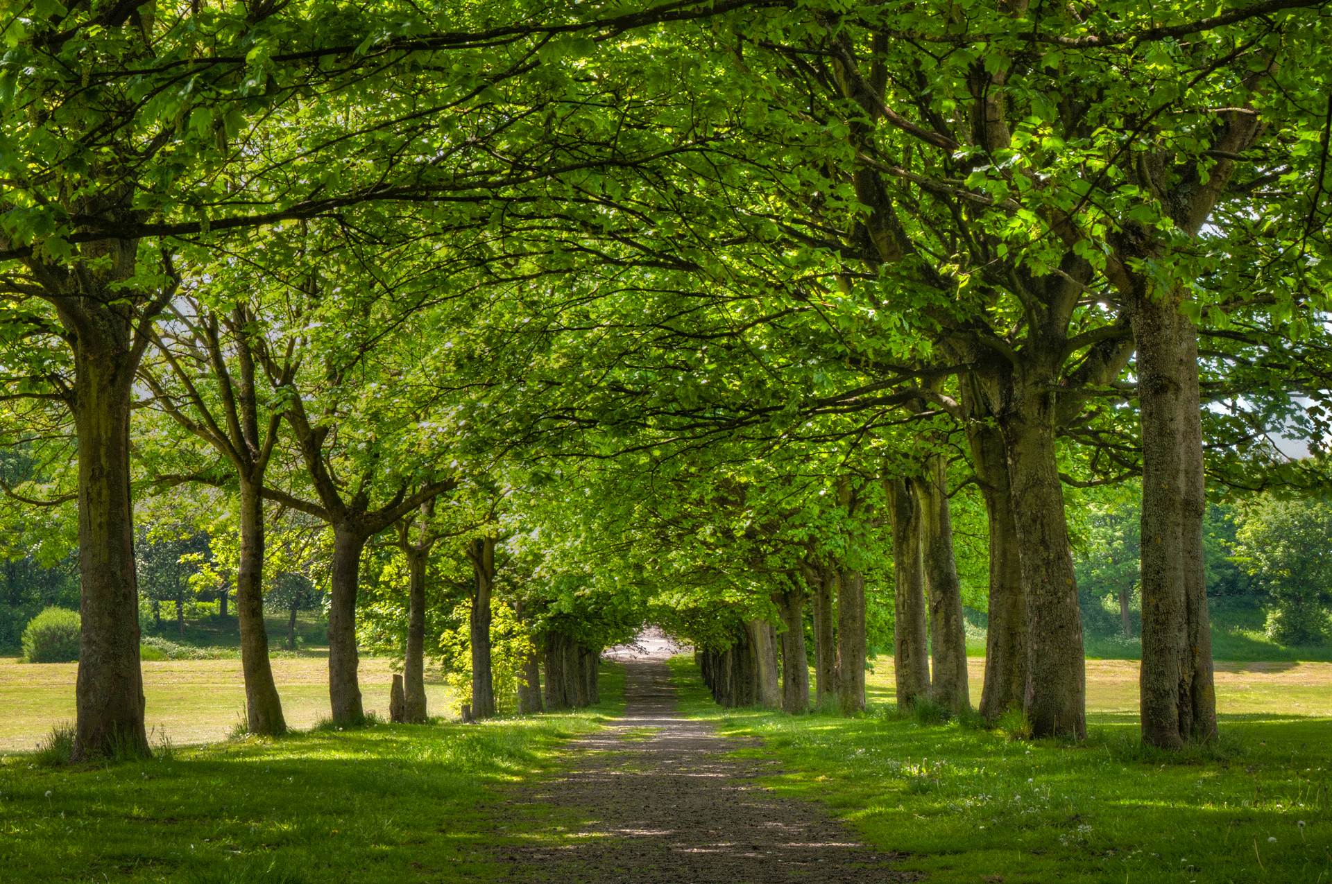 ffine art, trees, green, entwinded, uk, Salford, summer, pathway, duchy, landscape photography, beauty, leaves, tree trunk, treeline, tree line path, england, Manchester, pathway