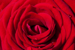 close up macro red rose with water droplets focus stacked textures nikon camera fine art photography